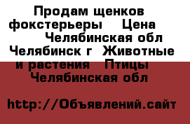 Продам щенков (фокстерьеры) › Цена ­ 20 000 - Челябинская обл., Челябинск г. Животные и растения » Птицы   . Челябинская обл.